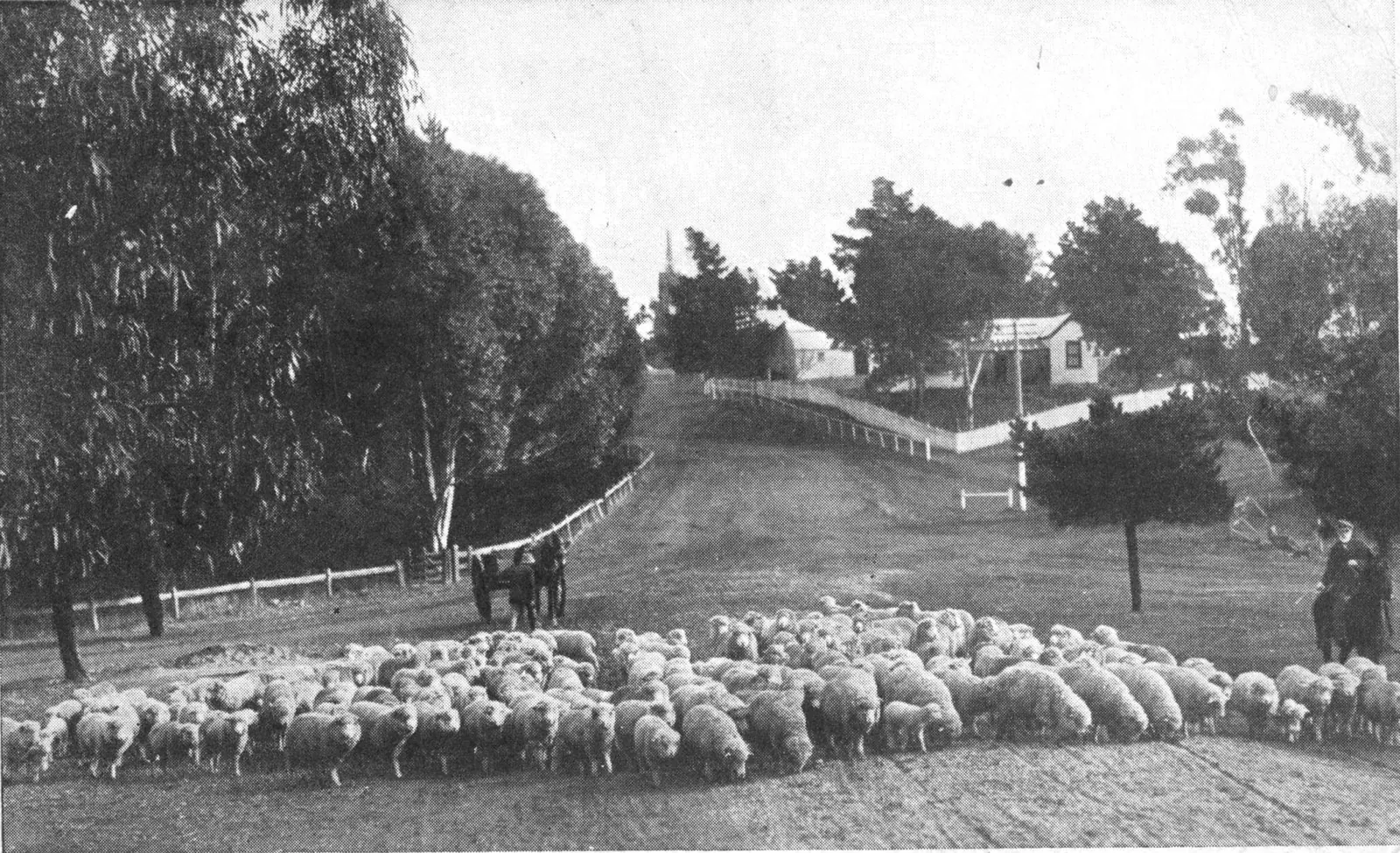 A flock of a couple of hundred merino sheep spread across a wide dirt road, heads down, with a man and two horses with a cart behind them and an old bearded man on horseback at the right. The road climbs between gums and a white fence to a church spire on the skyline.