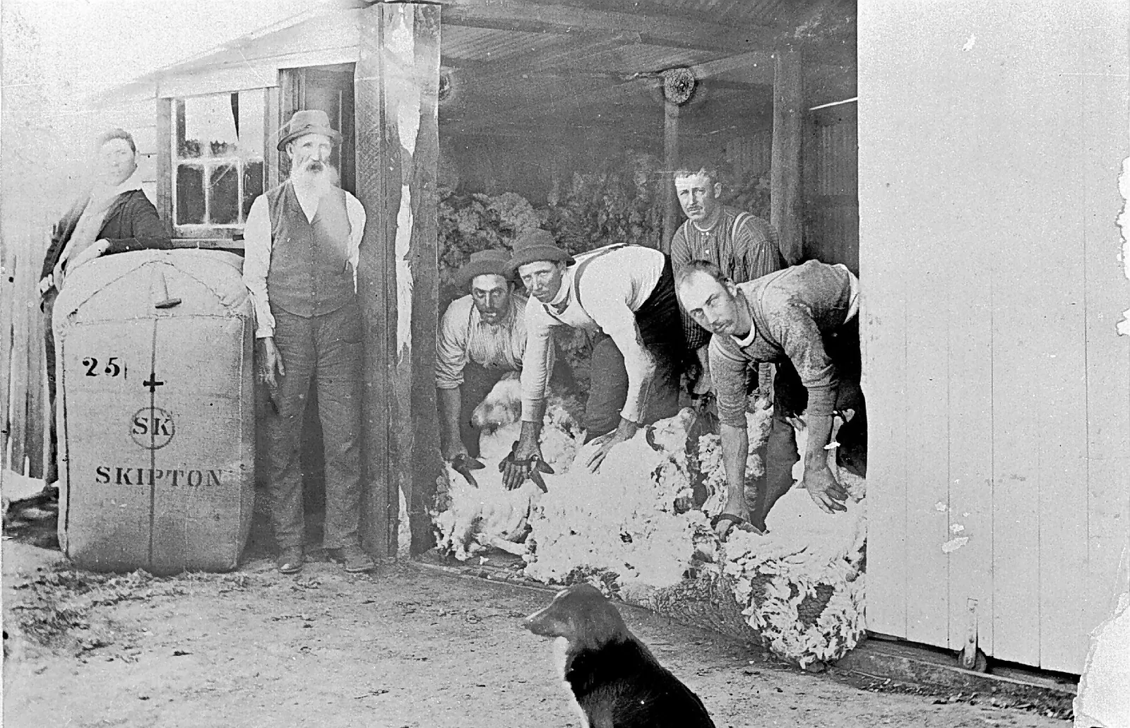Four shearers bent over sheep with blade shears in the open end of a woolshed, fleece piling at their feet; beside them an old man with a long white beard in a waistcoat, a woman leaning on a tall wool bale stencilled SKIPTON, and a sheepdog sitting in the dirt.